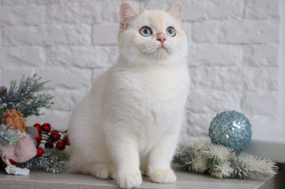 British Shorthair