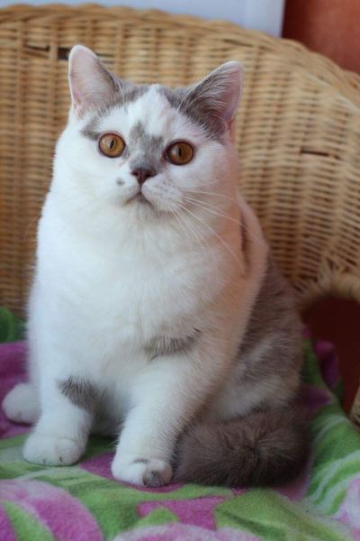 British Shorthair