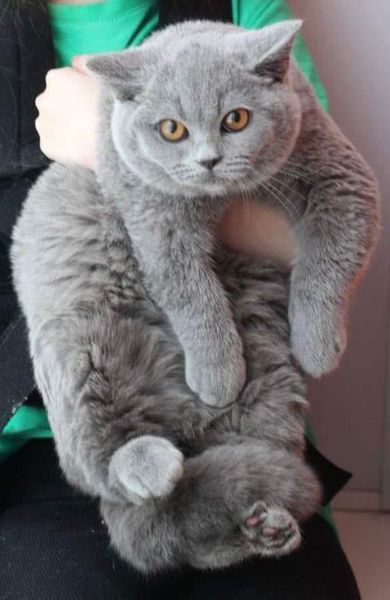 British Shorthair