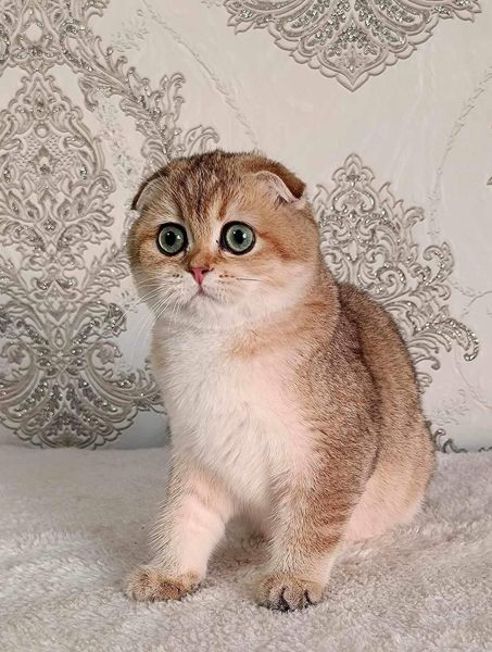 Scottish Fold