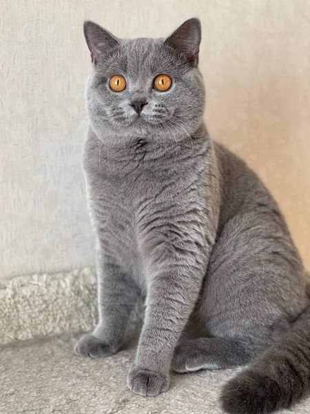 British Shorthair