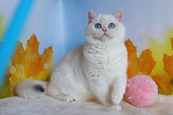 British Shorthair