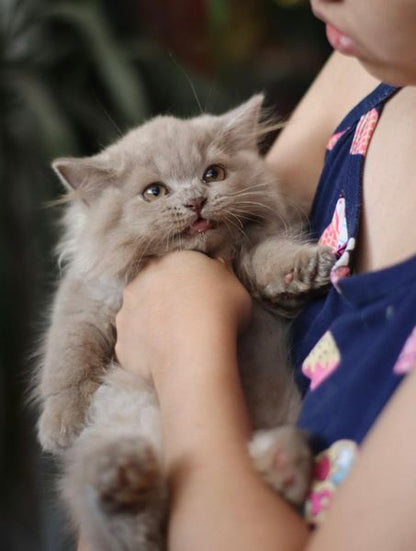 British Longhair