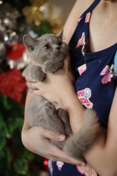 British Shorthair