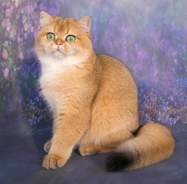 British Shorthair