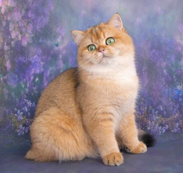 British Shorthair