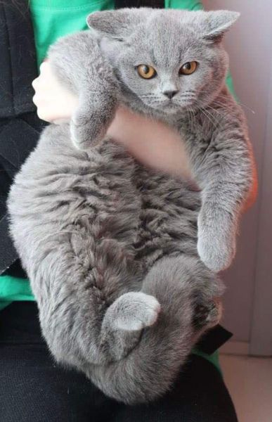 British Shorthair