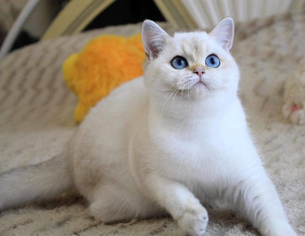 British Shorthair