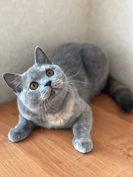 British Shorthair