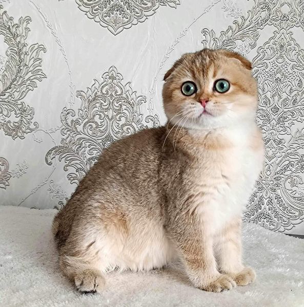 Scottish Fold