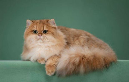 British Longhair