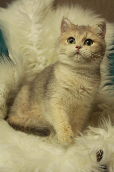 British Shorthair