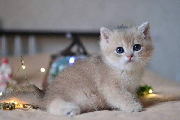 British Shorthair