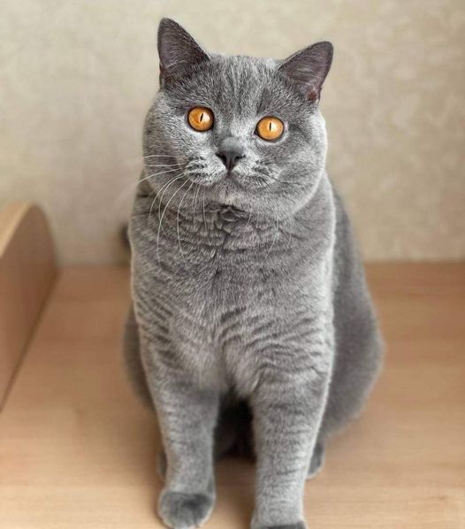 British Shorthair