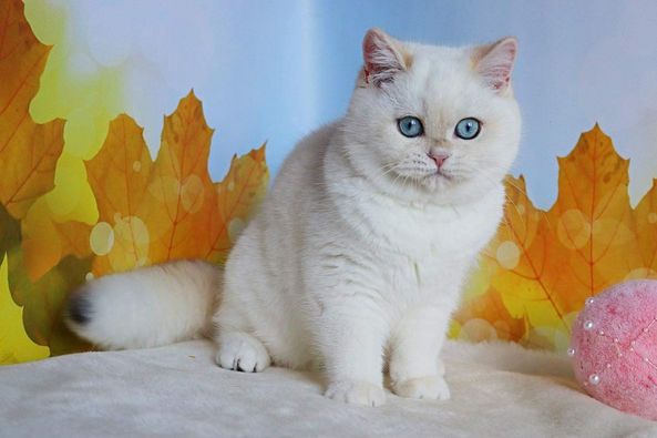 British Shorthair