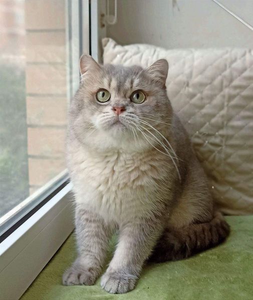 British Shorthair