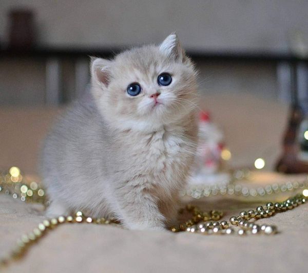 British Shorthair