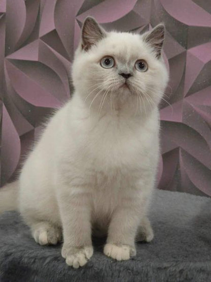 British Shorthair