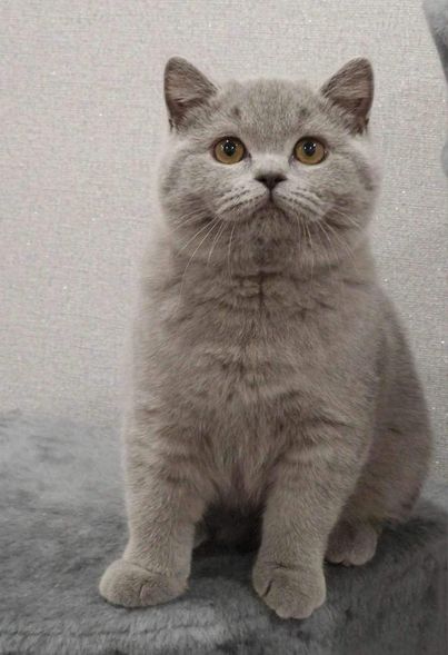 British Shorthair