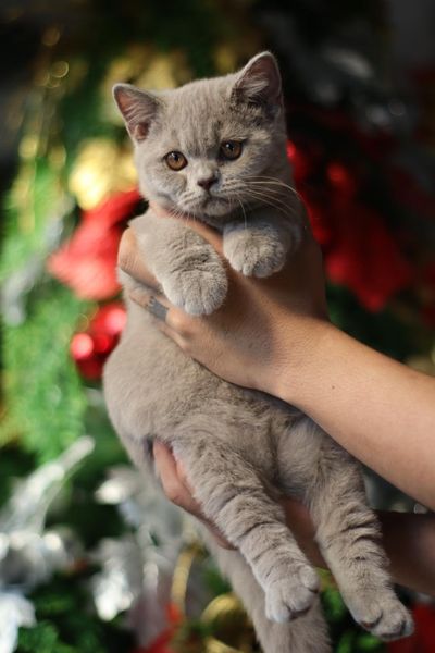 British Shorthair