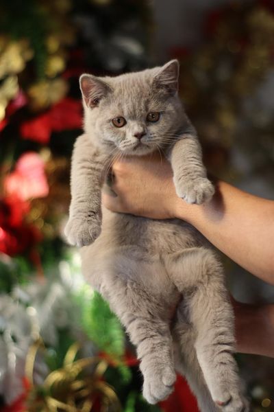 British Shorthair