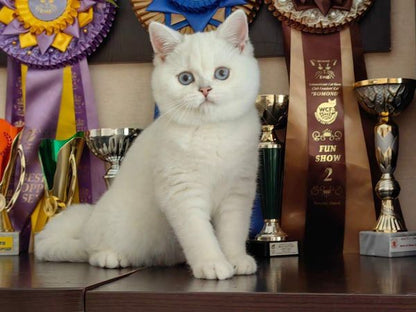 British Shorthair