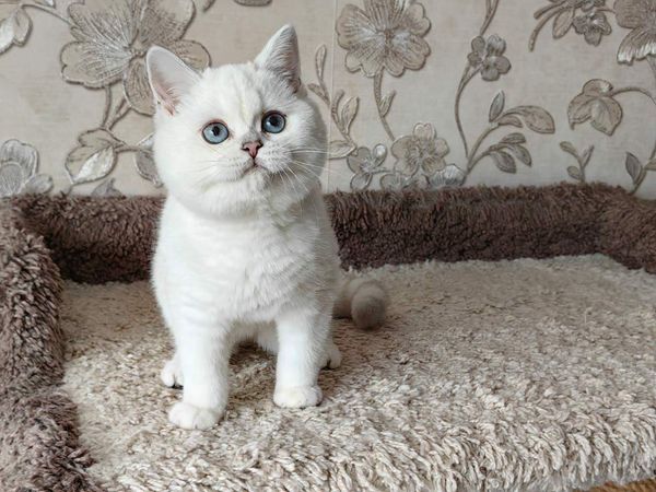 British Shorthair