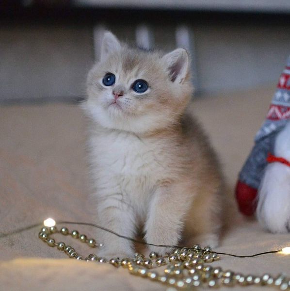 British Shorthair