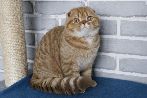 Scottish Fold