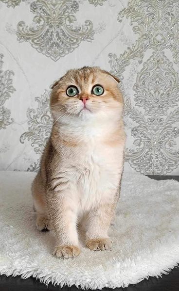 Scottish Fold