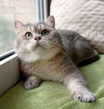 British Shorthair