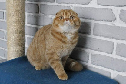 Scottish Fold