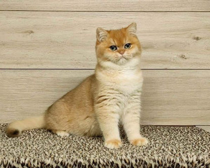 British Shorthair