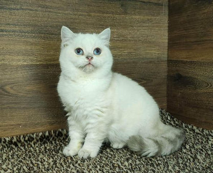 British Shorthair