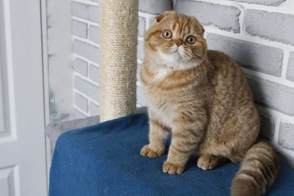 Scottish Fold