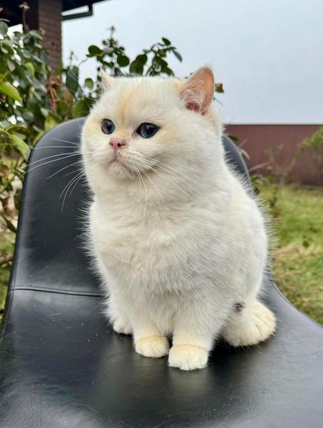 British Shorthair