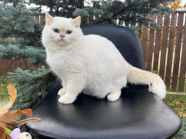 British Shorthair