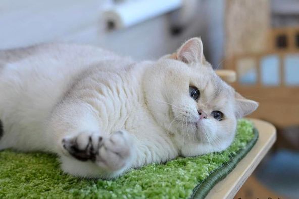 British Shorthair