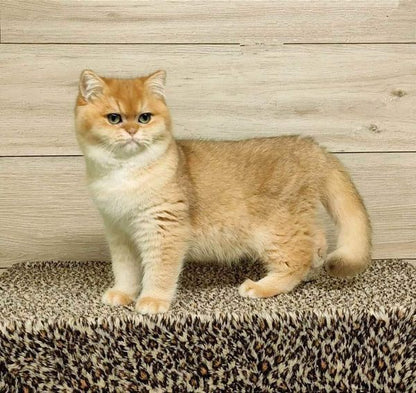 British Shorthair