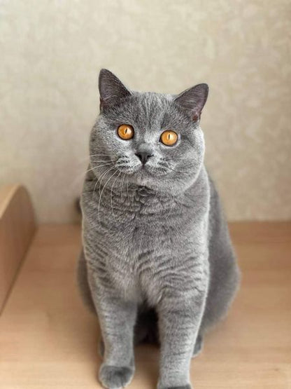 British Shorthair