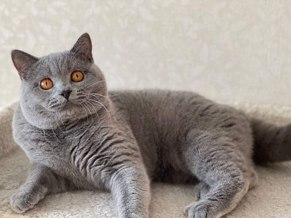 British Shorthair