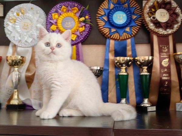 British Shorthair