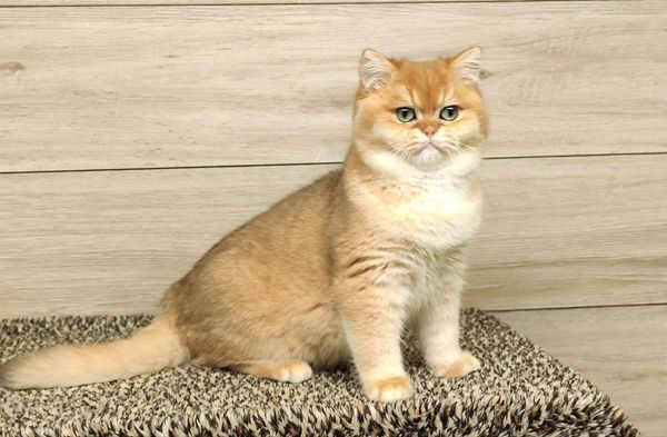 British Shorthair