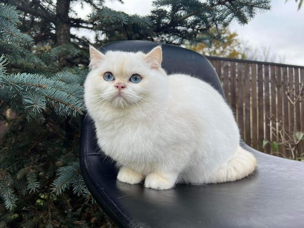 British Shorthair