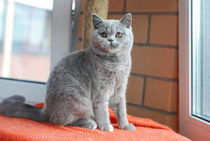 British Shorthair