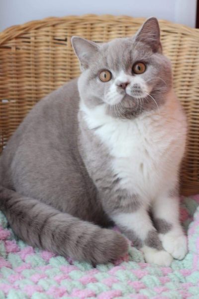 British Shorthair