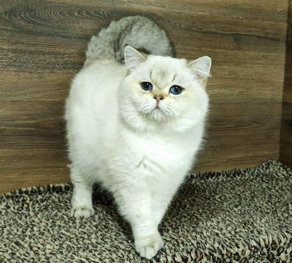 British Shorthair