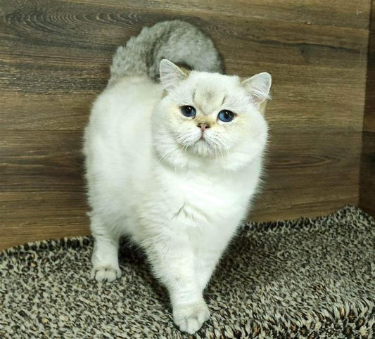 British Shorthair