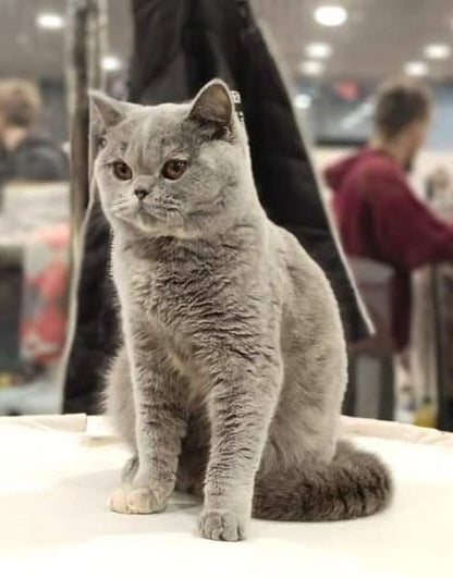 British Shorthair