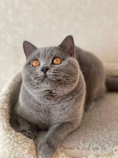 British Shorthair